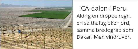 ICA-dalen i Peru Aldrig en droppe regn, en salthaltig ökenjord, samma breddgrad som Dakar. Men vindruvor.
